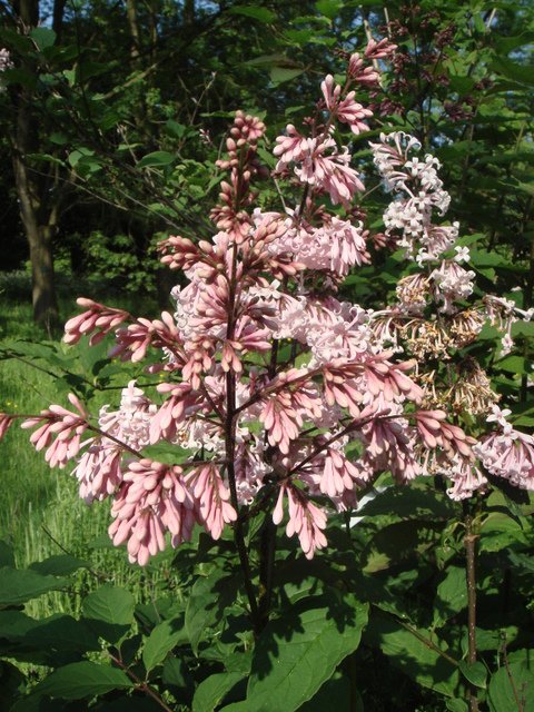 Syringa josiflexa 'Bellicent'